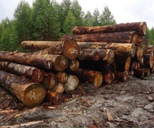 Hutan Tanaman Industri