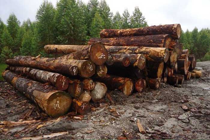 Hutan Tanaman Industri