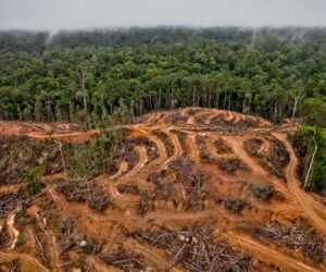 Penyebab Kerusakan Hutan