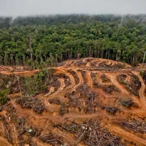 Penyebab Kerusakan Hutan