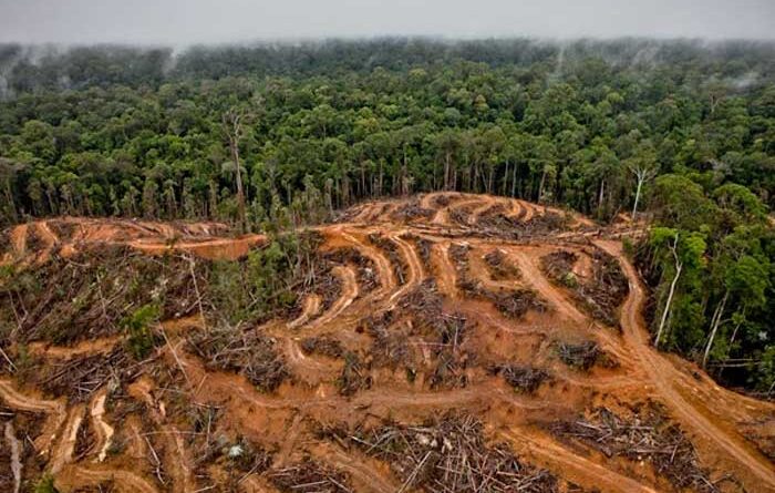 Penyebab Kerusakan Hutan