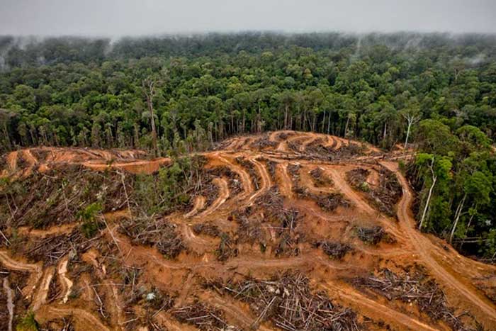 Penyebab Kerusakan Hutan