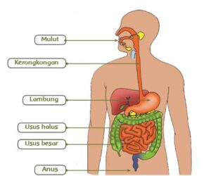 Sistem Pencernaan Manusia