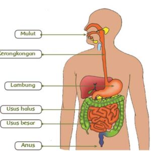 Sistem Pencernaan Manusia