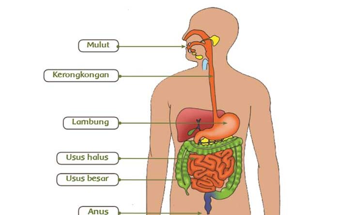 Sistem Pencernaan Manusia