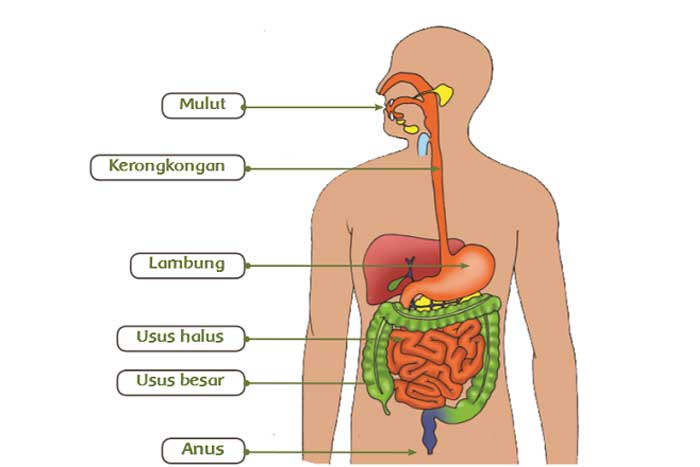 Organ-organ Tubuh Manusia pada Sistem Pencernaan | Ngalih Blog