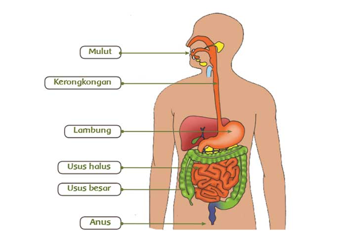 Sistem Pencernaan Manusia