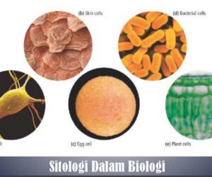Sitologi Dalam Biologi