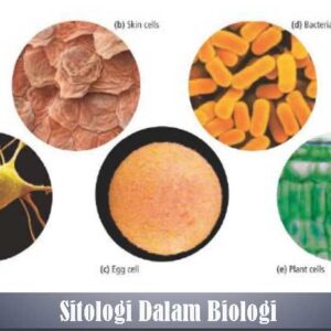 Sitologi Dalam Biologi