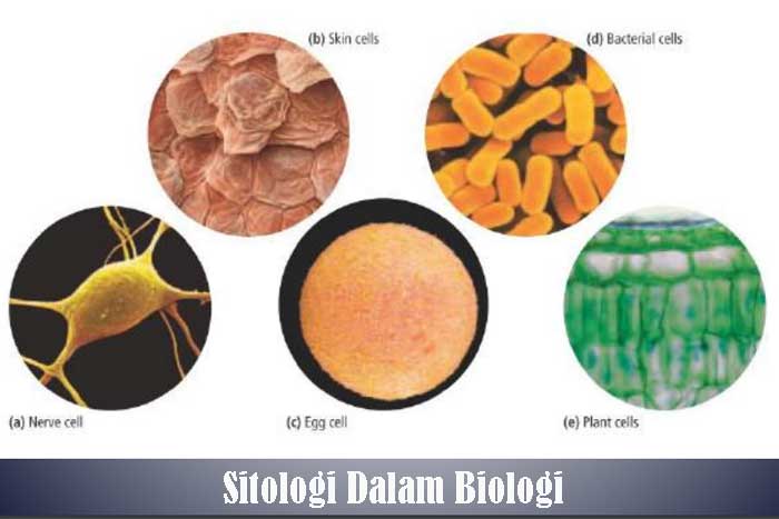 Sitologi Dalam Biologi