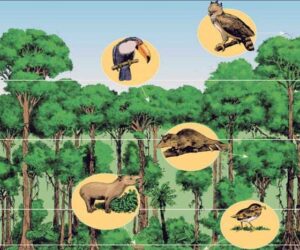 Pengertian Ekosistem Hutan