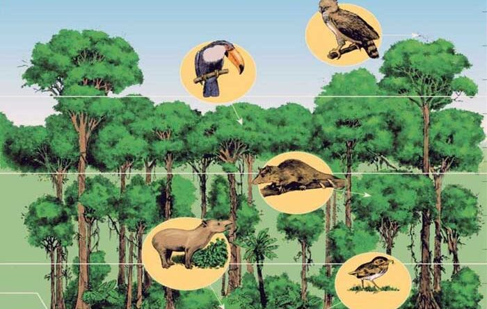 Pengertian Ekosistem Hutan