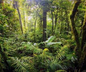 Pengertian dan Jenis-Jenis Hutan