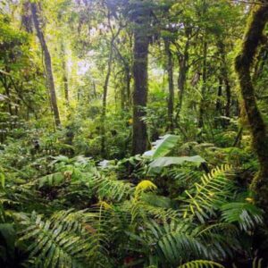 Pengertian dan Jenis-Jenis Hutan