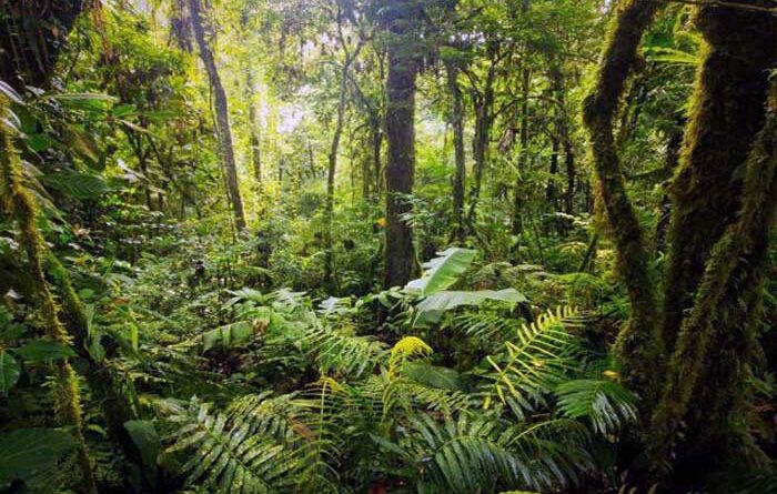 Pengertian dan Jenis-Jenis Hutan