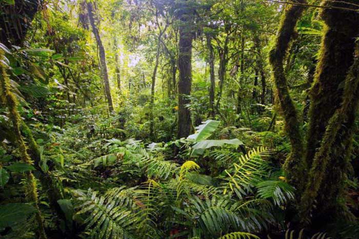 Pengertian dan Jenis-Jenis Hutan