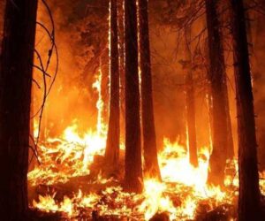 Kebakaran Hutan di Indonesia
