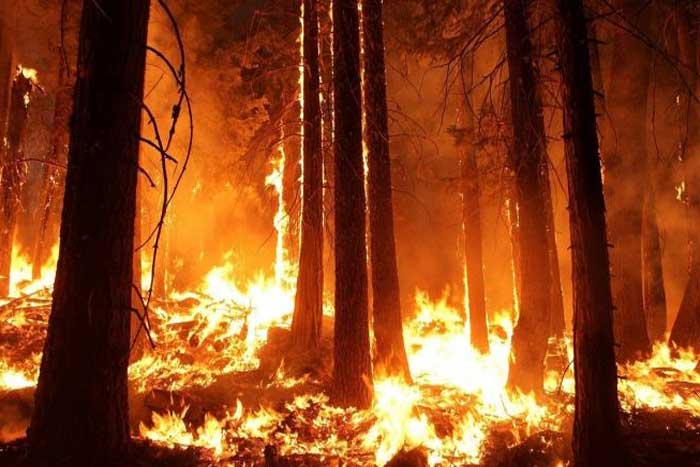Kebakaran Hutan di Indonesia