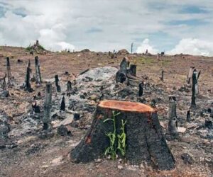 Dampak Negatif Penebangan Hutan Liar