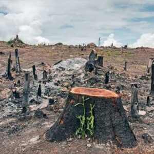 Dampak Negatif Penebangan Hutan Liar