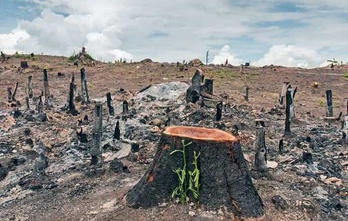 Dampak Negatif Penebangan Hutan Liar