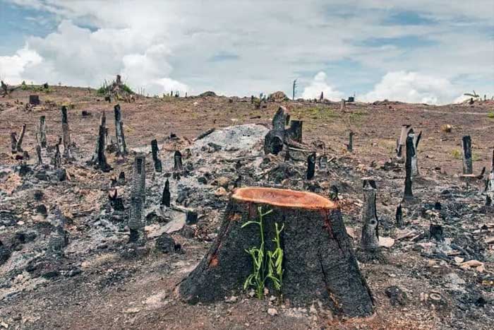 Dampak Negatif Penebangan Hutan Liar