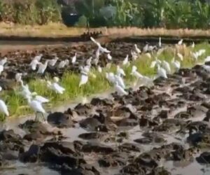 Burung Bangau Datang Saat Bajak Sawah