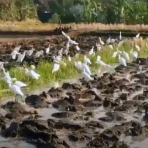 Burung Bangau Datang Saat Bajak Sawah