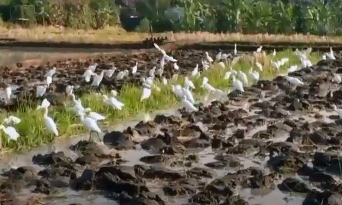 Burung Bangau Datang Saat Bajak Sawah