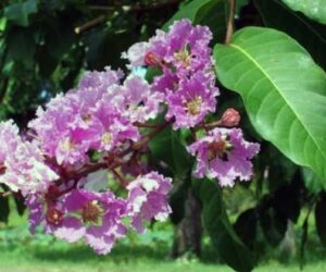 Tanaman Bungur dengan Bunga Mirip Sakura