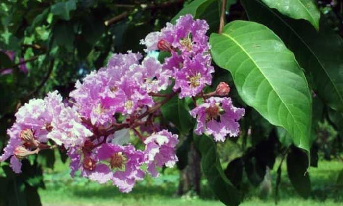 Tanaman Bungur dengan Bunga Mirip Sakura