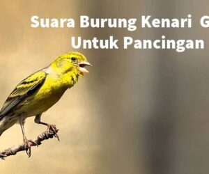 Suara Burung Kenari