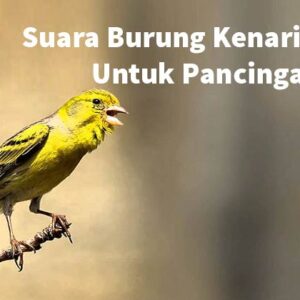 Suara Burung Kenari