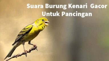 Suara Burung Kenari