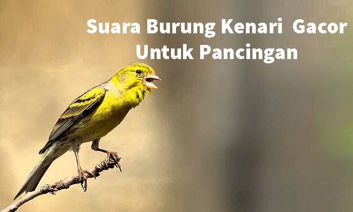 Suara Burung Kenari