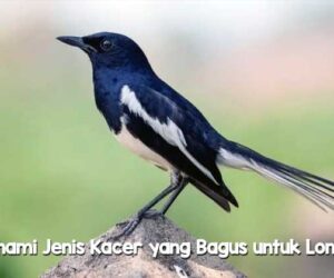 Jenis Kacer yang Bagus untuk Lomba
