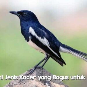 Jenis Kacer yang Bagus untuk Lomba