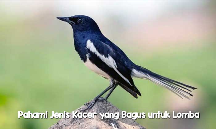 Jenis Kacer yang Bagus untuk Lomba