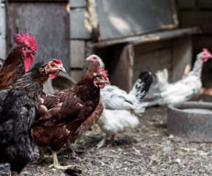 artikel tentang kandang ayam
