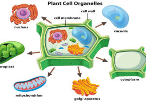 Sel Dan Organel