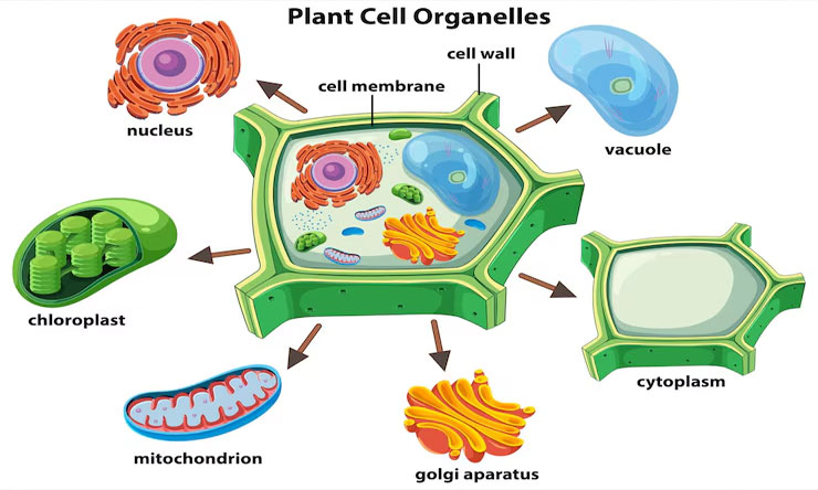 Sel Dan Organel
