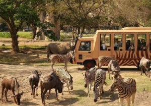 Bali Safari Marine Park